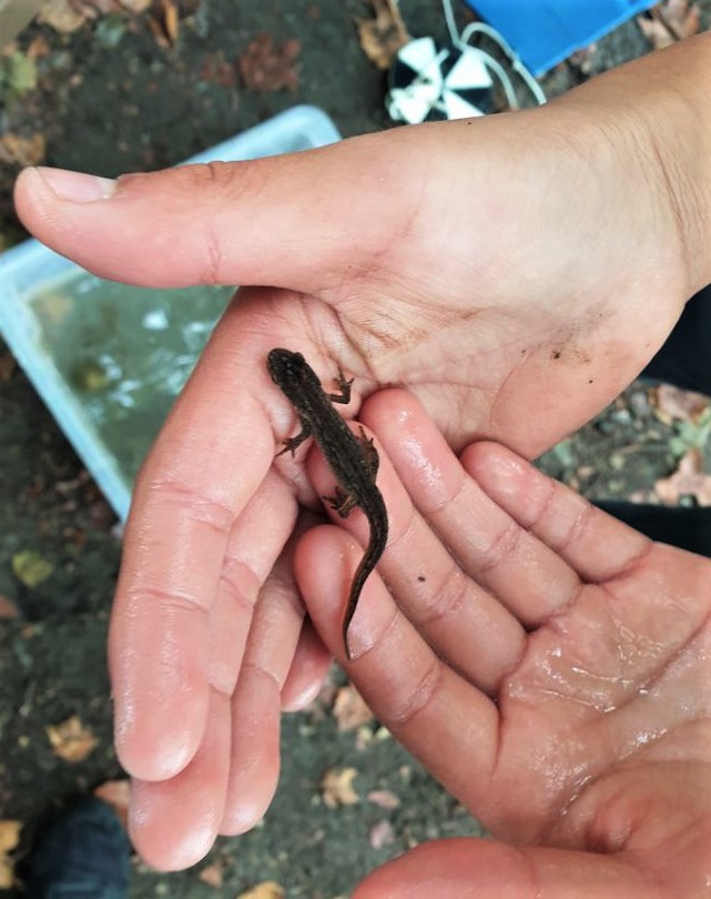 Twee nate handen houden een salamander