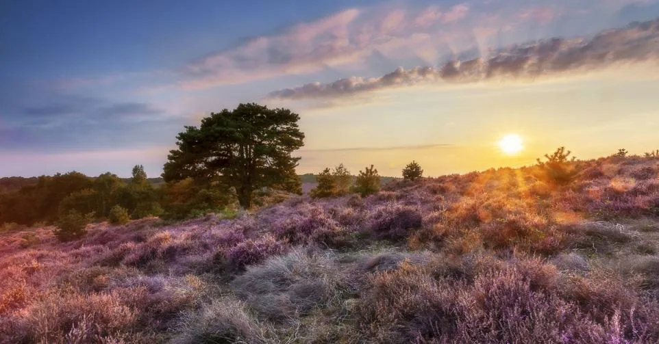 Foto van de heide in Pelt